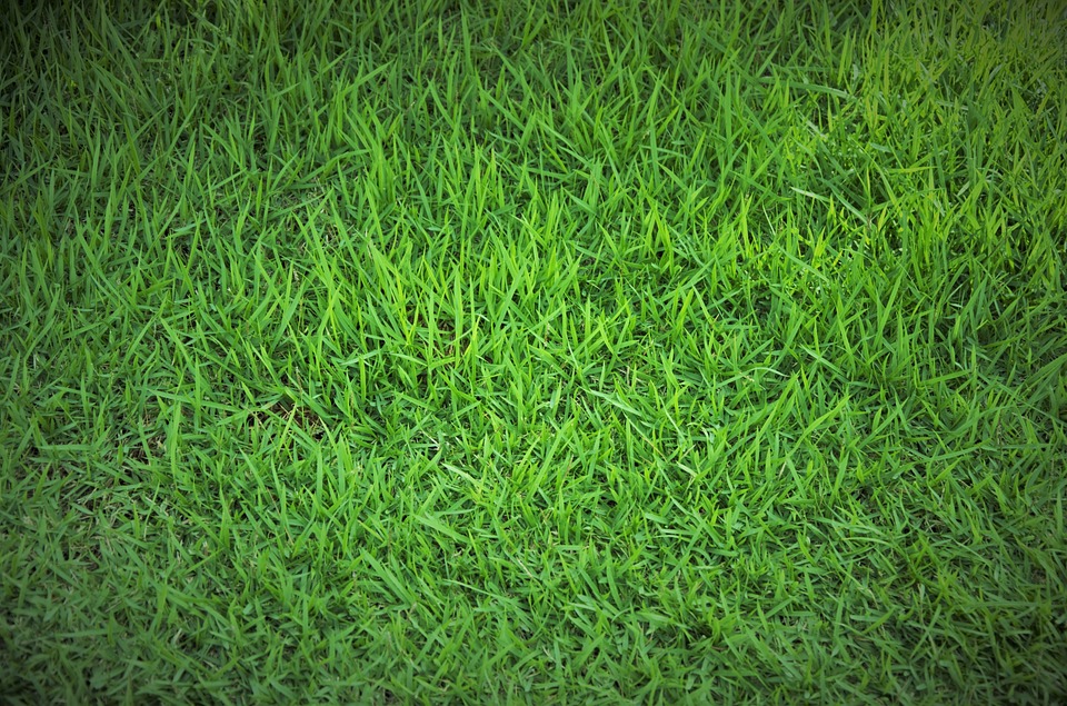 GRASS